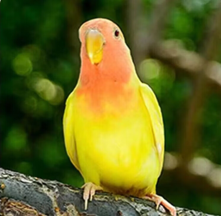 绿桃会说话宠物黄化玄凤一对可繁殖鸟活物鹦鹉 一只黄桃[2月龄]颜值高