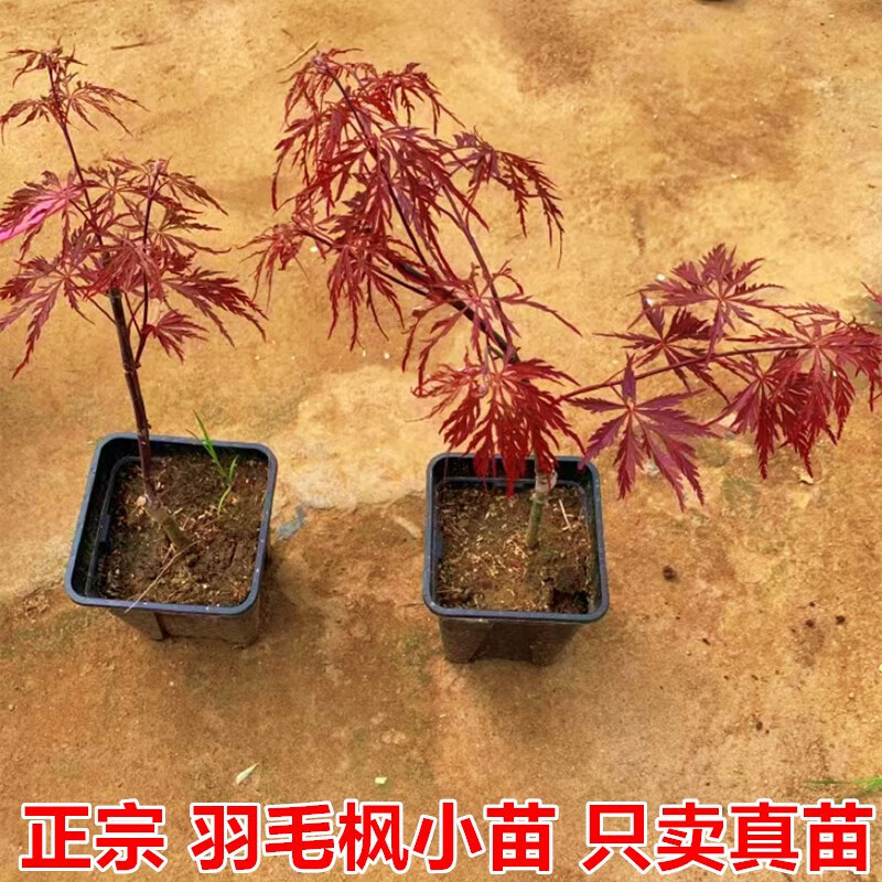 植果缘(fruit border)金隐月升秋月外山红羽毛枫约旦流泉蝴蝶阳台庭院