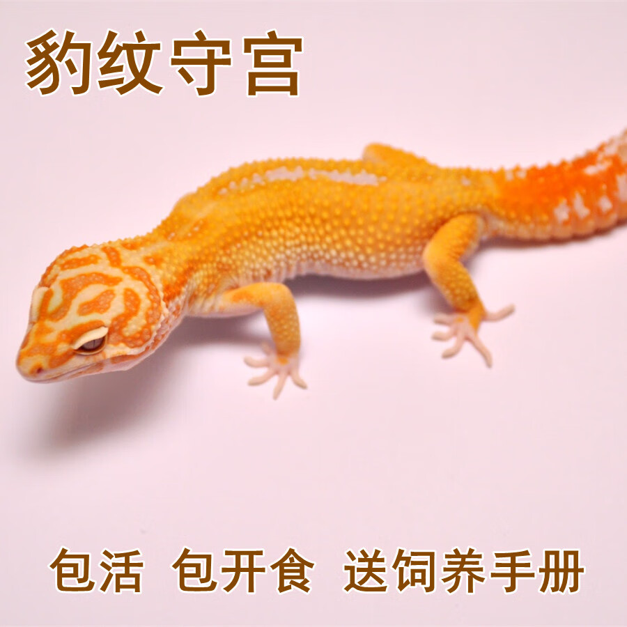 豹纹守宫蜥蜴宠物异宠爬虫另类易养奇异入门懒人幼体 瑕疵豹文守宫