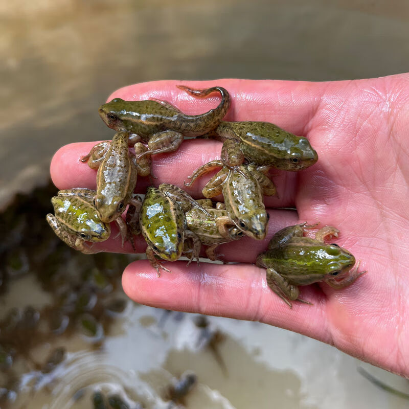 批发鲜活小青蛙宠物青蛙幼蛙养殖黑斑蛙稻田小青蛙黑鱼活饵饲料包活