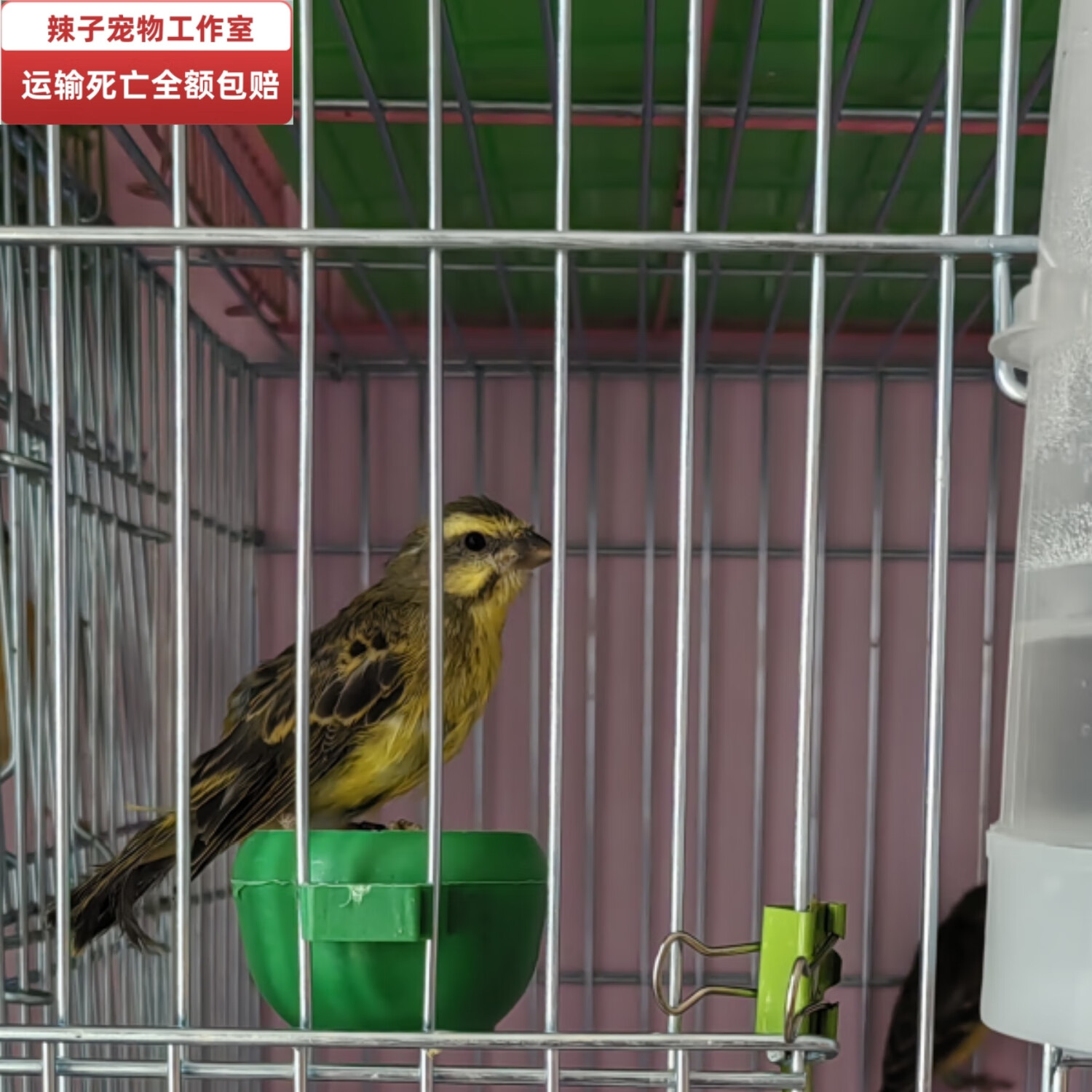 人工繁殖金青鸟通眉活体金丝雀大叫灰燕鸟鸣叫 精品通眉金青公一只