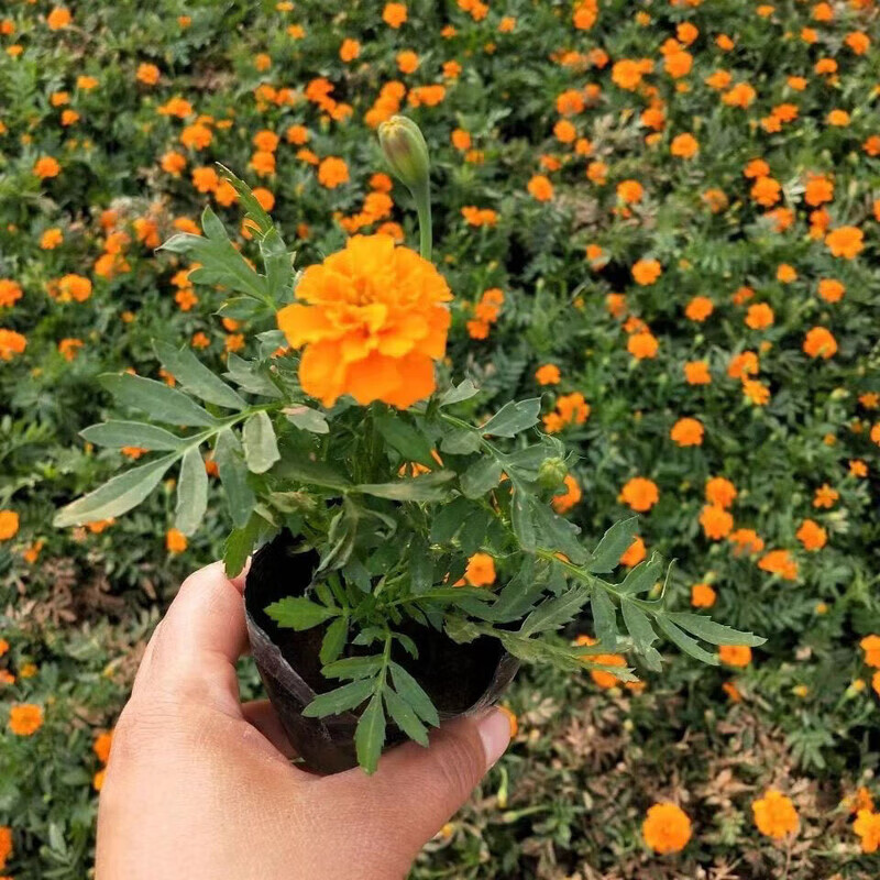 万寿菊盆栽孔雀草花苗万寿菊四季耐旱花期长阳台庭院市政工程绿植