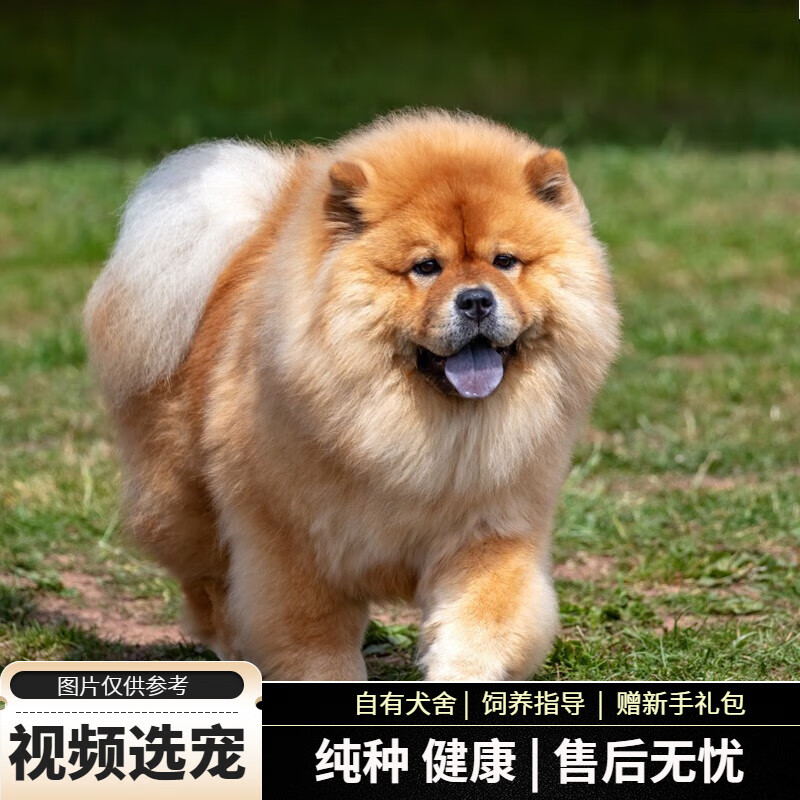 宠六福纯种松狮犬幼犬宠物狗狗活体小狗活物幼崽 宠物级 母