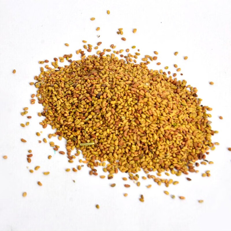 草种子四季常青牧草鸡鸭鹅牛羊鱼草籽 【国产紫花苜蓿】/1斤优选净籽