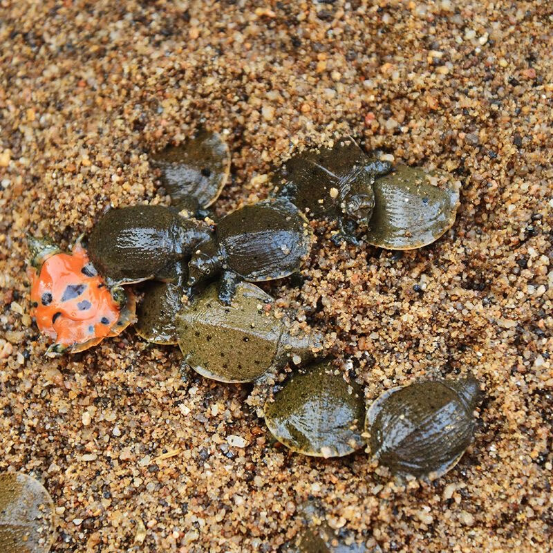 正宗中華鱉小甲魚苗活體水魚苗王八團(tuán)魚苗生態(tài)外塘養(yǎng)殖龍魚飼料 100只（公母對半） 甲魚（30-40克重）+飼料