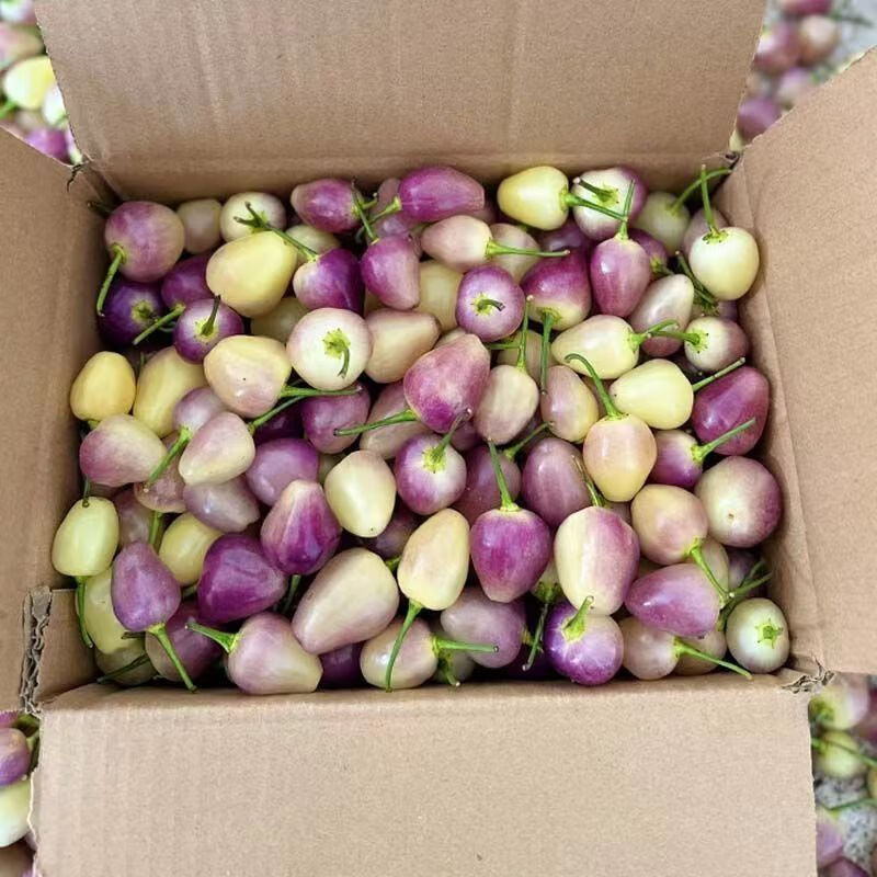 新鲜七彩辣椒灯笼椒现摘五彩椒蔬菜五彩泡椒彩色辣椒批发一整箱 装