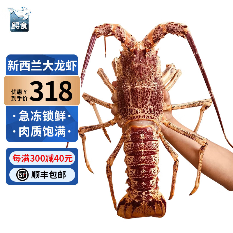 鲟食 澳洲大龙虾 生冻澳龙新西兰纽龙 海鲜礼盒生鲜大虾 1.4-1.6斤/只