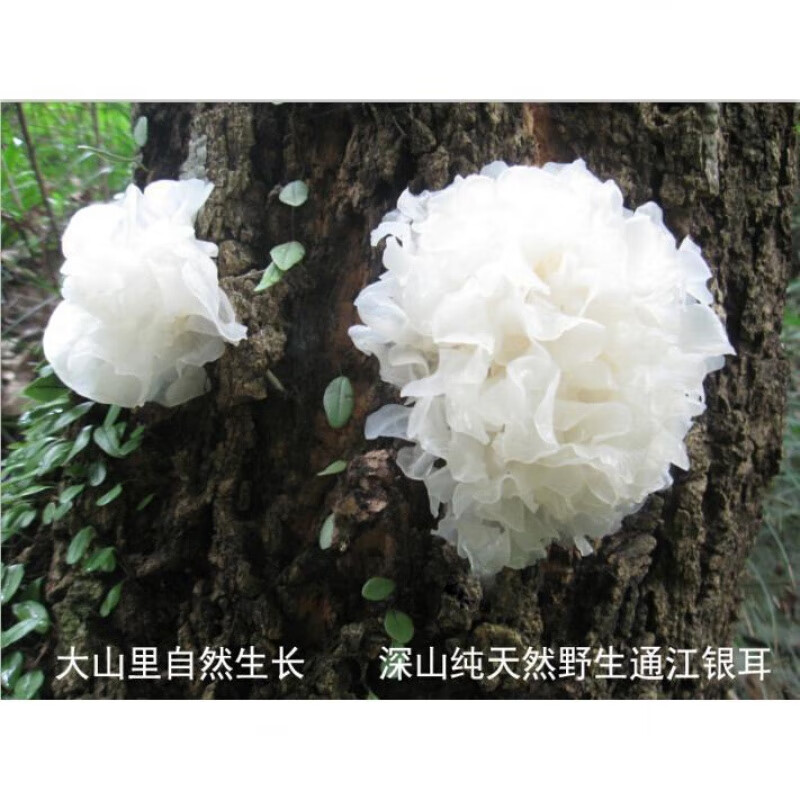 禾澹珍品野生通江银耳白木耳糯银耳干货无硫无添加新鲜雪耳500g软糯稠
