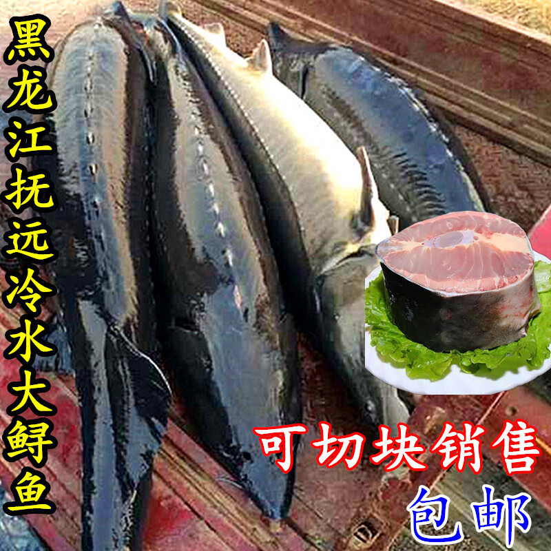 鱼鳇 鲟鱼鳇整条8-80斤新鲜鲜活鱼冷冻发货 12斤鲟皇鱼(带内脏)一条