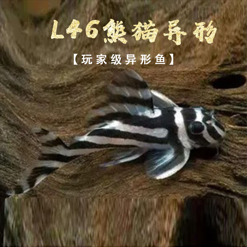 梦茜儿(mexemina)南美异形l46熊猫异型l046活体异形鱼熊猫异型鱼人工