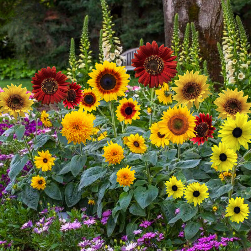 clcey可食用观赏性奶油矮化向日葵种孑多花高杆葵花籽小向日葵种子易