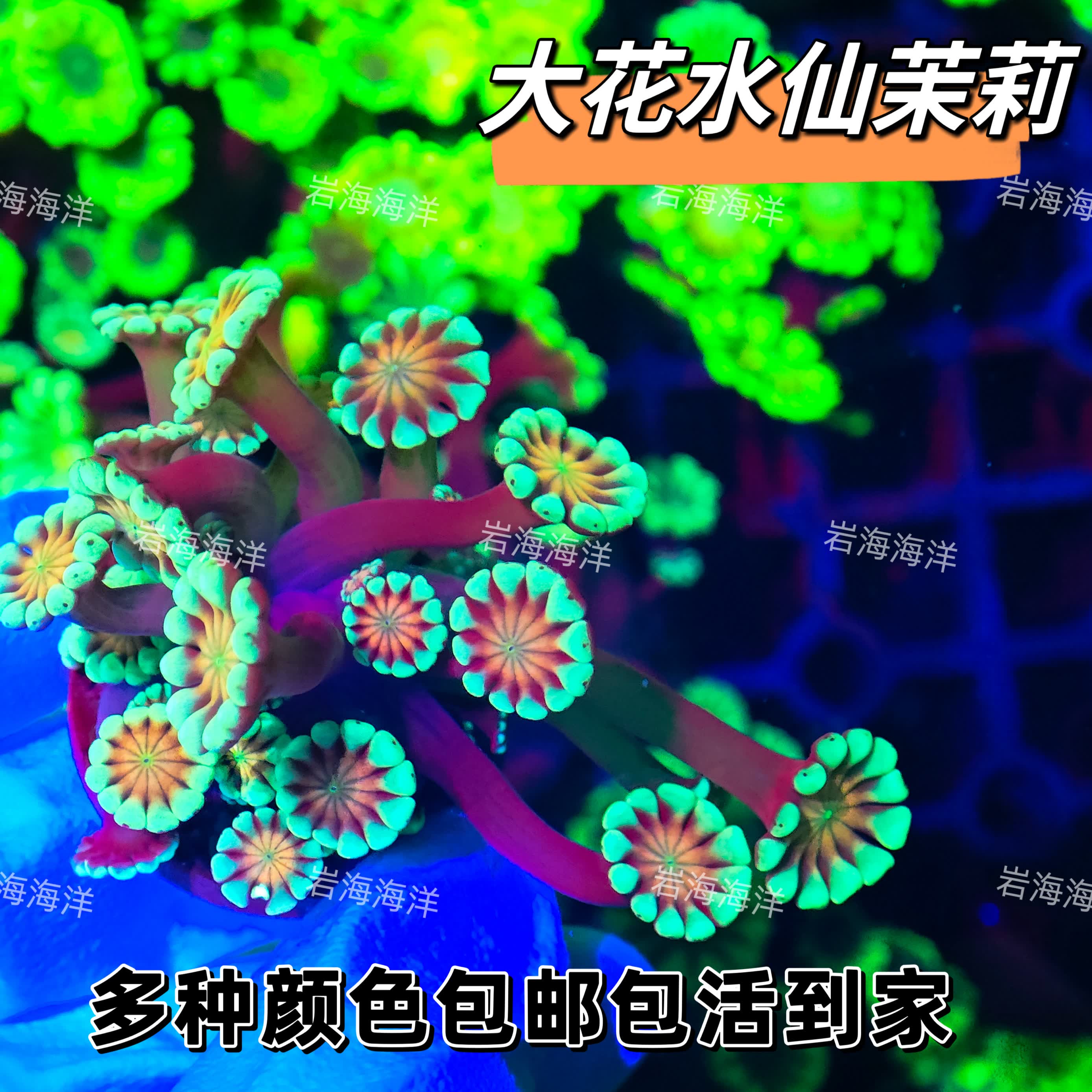 海缸茉莉人工水仙s软体海缸宝石花圆帽 随机一盘大花水仙茉莉珊瑚10头