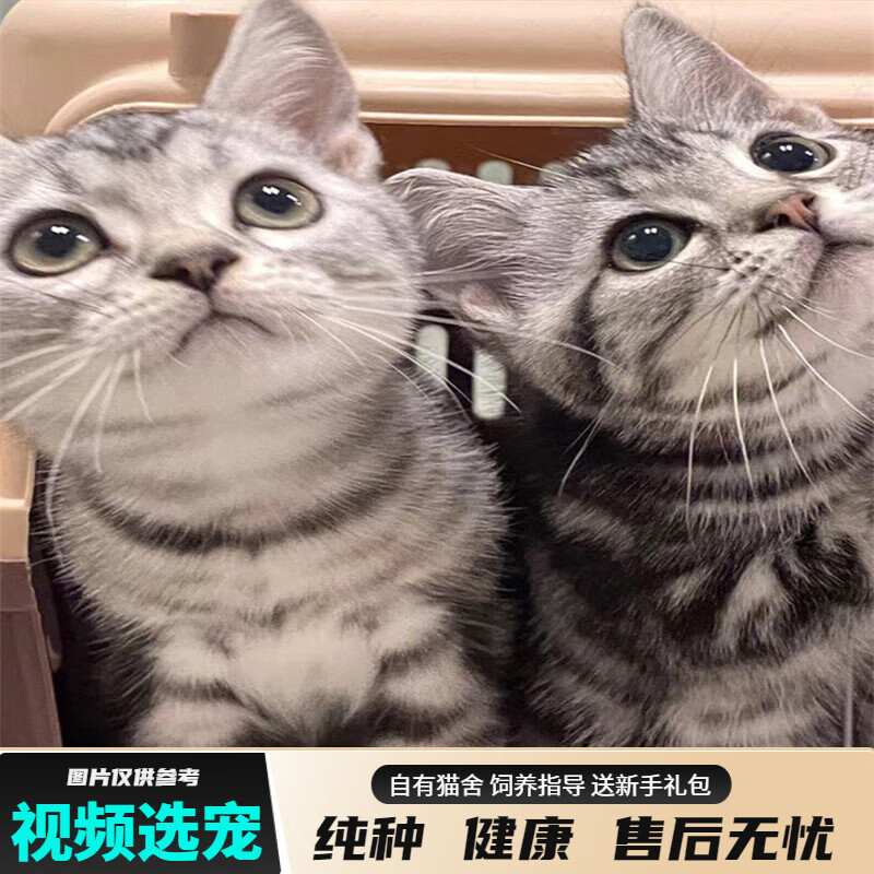 宠六福纯种美短虎斑猫幼崽小猫咪宠物猫咪活体幼猫 宠物级 公