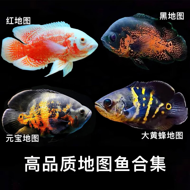 地图鱼观赏鱼黑白地图鱼大黄蜂元宝地图中大型凶猛鱼热带活体 红地图