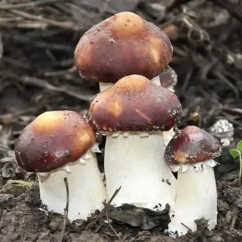 赤菇新款巧克力色古田赤松茸菌种蘑菇种植包农技指导 菌包【600克】试