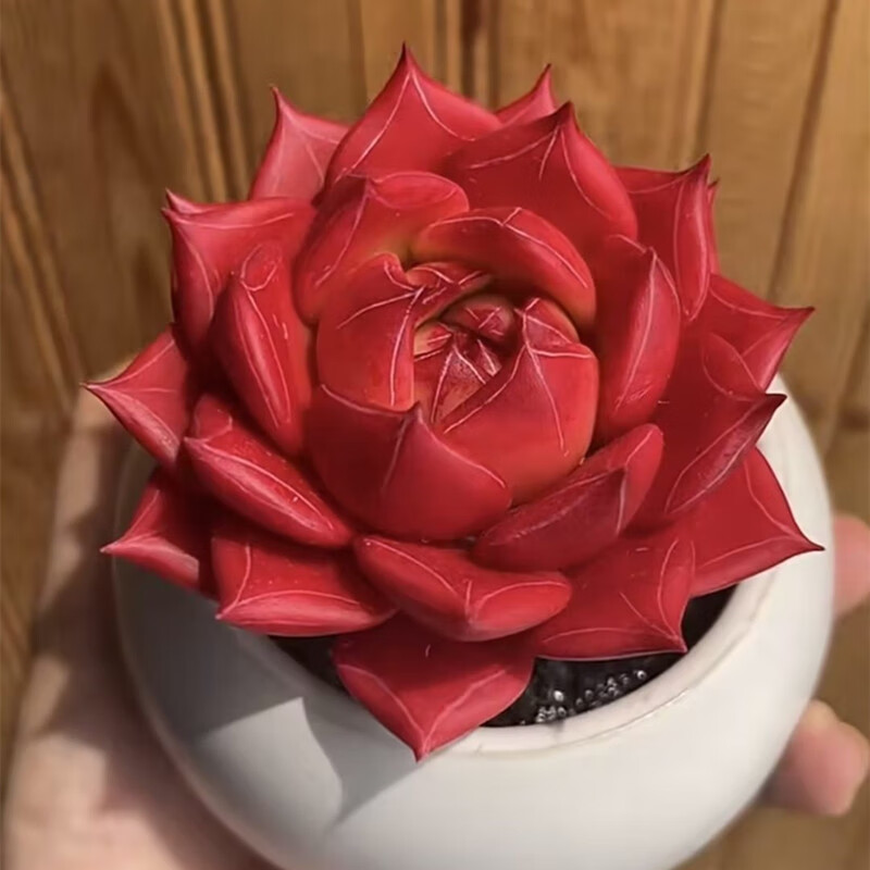 高端精品红孩儿多肉植物室内好养肉肉办公室阳台美观小盆栽 带盆栽好