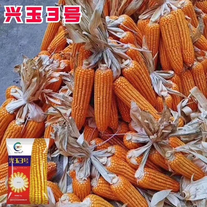 玉米种子兴玉3号籽粒金黄轴细齿深稳产抗病穗位整齐抗倒伏2公斤装 兴