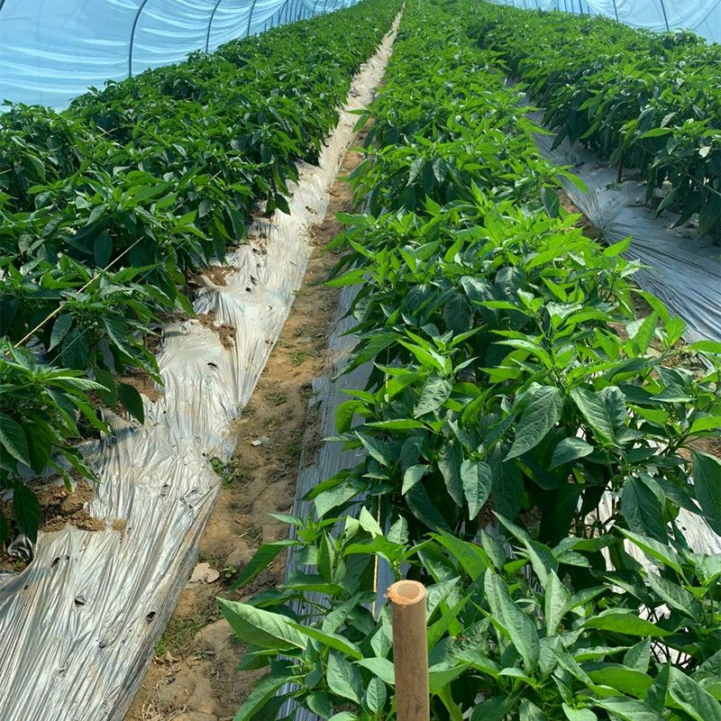 辣椒秧苗长线螺丝椒苗薄皮牛羊角椒朝天小米泡椒蔬菜苗子 1号长杭椒苗