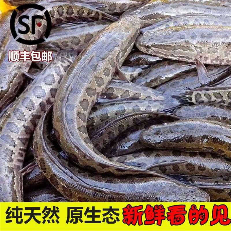 御泸鲜湘【微山湖乌鱼】现捕现杀鲜活淡水湖纯野黑鱼财鱼术后炖汤孕妇