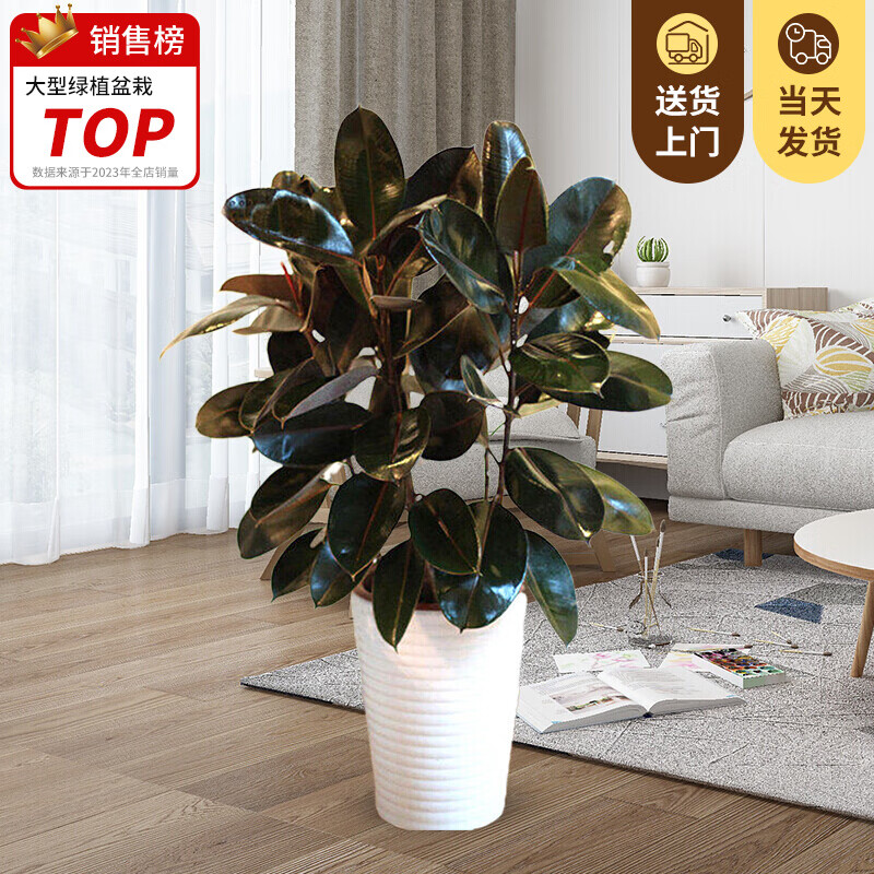 ̾Ϊֲֹ﷢ִԿҵǨ칫ںͻ Ƥһ꡾50-70ס  30Ԫ