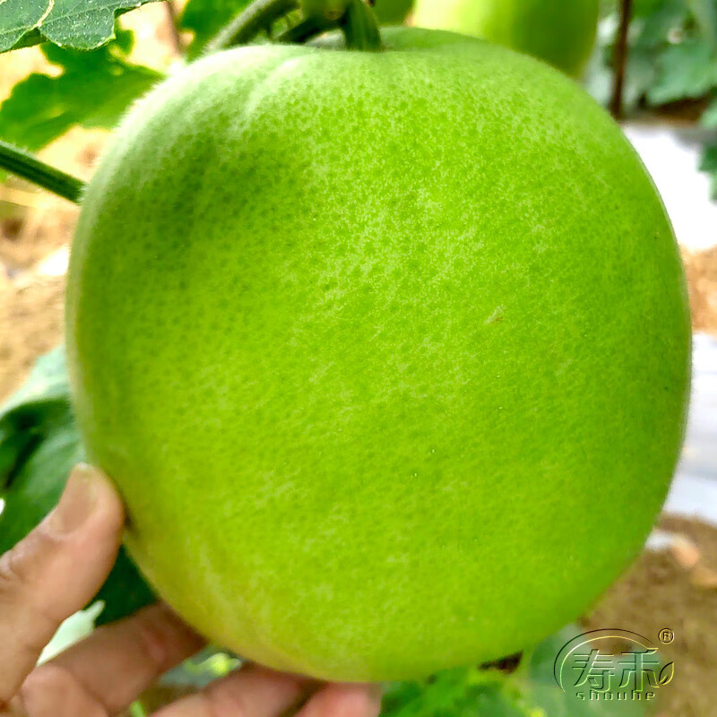 寿禾香芋冬瓜种子小冬瓜 正香香芋冬瓜种子 5粒