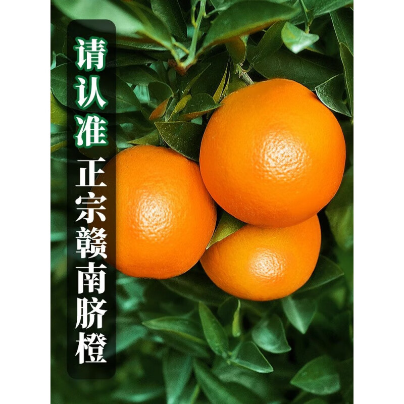 江西赣南脐橙橙子新鲜水果当季整箱5斤10斤精品大果赣州甜批发 5斤