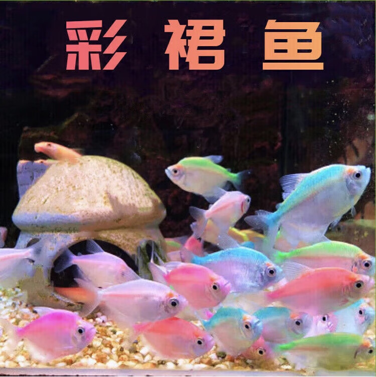 墨之瑶彩裙鱼斑马鱼活体观赏鱼淡水鱼草缸鱼五彩群游鱼小型鱼练 随机