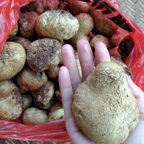 广东新鲜野生菌灰包菌马屁包马勃菇马勃菌姜疙瘩非松露500g 500g