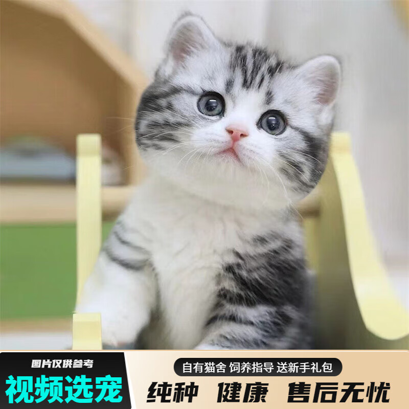 宠六福纯种美短加白起司猫幼崽虎斑猫小猫咪宠物猫咪活体幼猫 宠物级