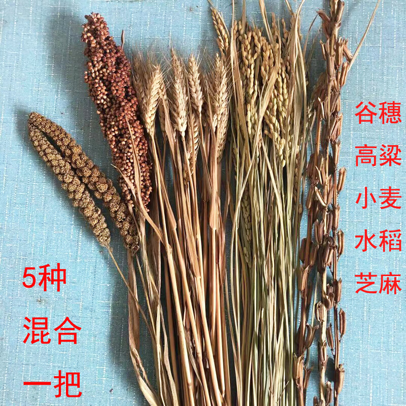 稻穗干花水稻装饰 麦穗干花水稻穗高粱穗农作物装饰黄金大麦五谷 5种