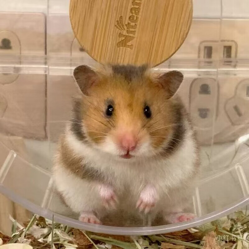 米熊奶牛熊虎纹熊好养幼崽仓鼠长毛金丝熊活物 虎纹熊(家养包活) 公