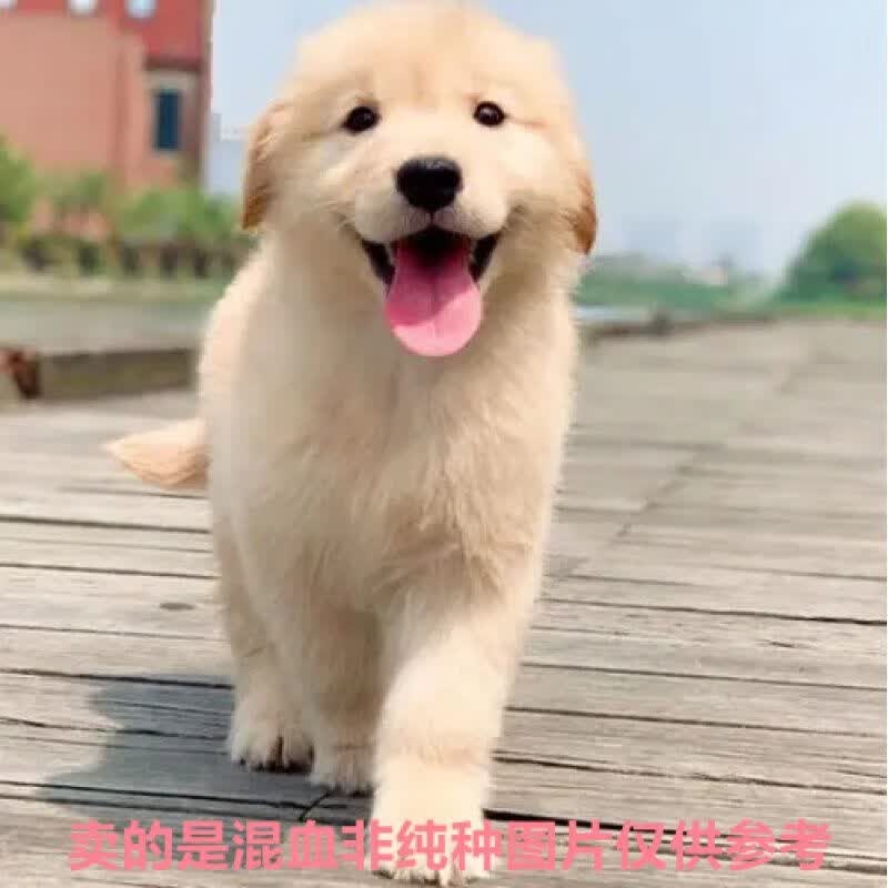 混血泰迪边牧比熊博美柴犬德牧蝴蝶犬金毛田园犬宠物狗土狗 混血级