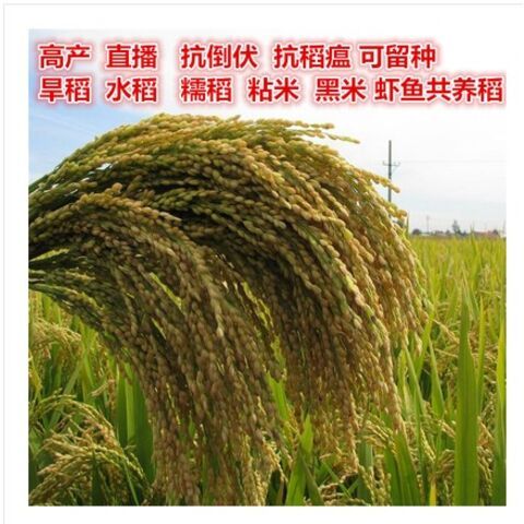 航天稻一级米饭好吃杂交水稻种子高产谷种稻谷 500克/包 1包散装