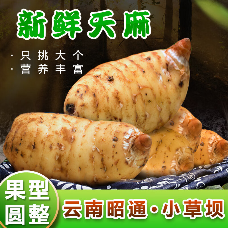 百年云松云南新鲜天麻2025 小草坝天麻 只挑大个天麻 营养滋补秋冬进补  新鲜天麻8-10个大果 1000g