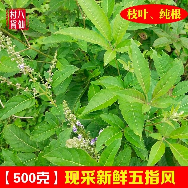 现采新鲜牡荆 野生五指风五指柑枝叶土常山黄荆枝叶 五指枫中草药 500