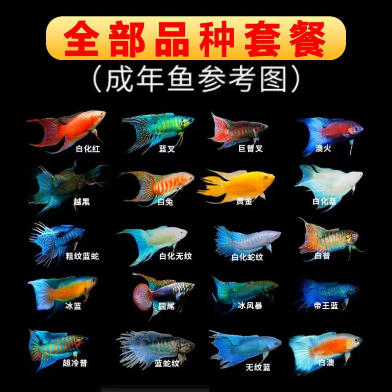 中国斗鱼巨普叉活鱼冷水淡水观赏鱼鱼苗耐养不打氧小型鱼好养活鱼