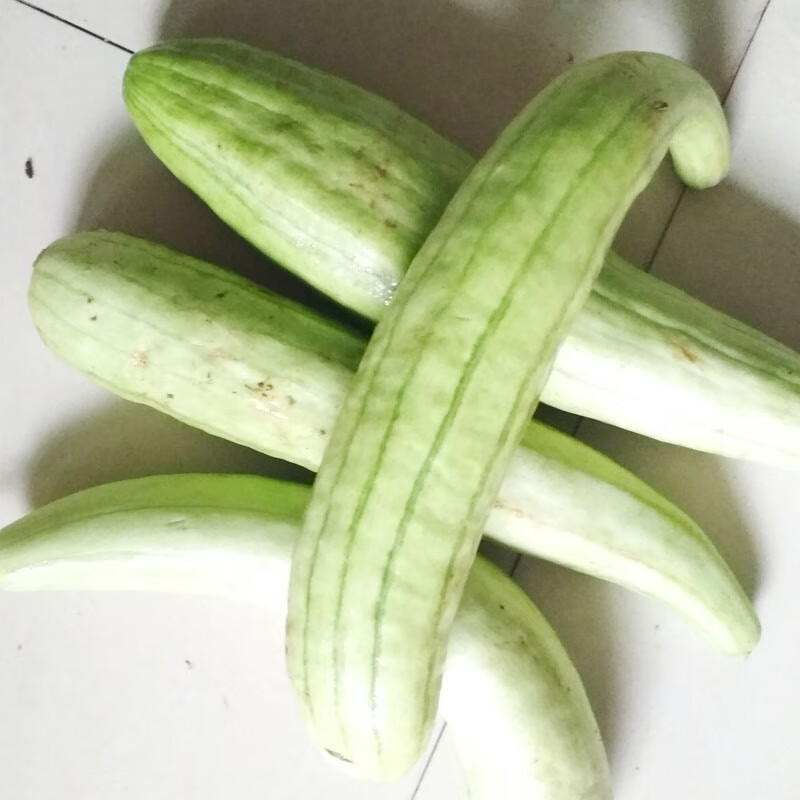 侬哥侬嫂正宗广东白瓜新鲜蔬菜农家自种菜瓜当季时令生鲜现摘现发生吃