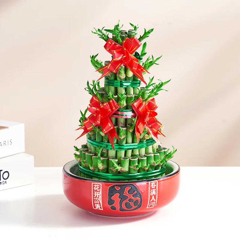 歐芽  節節高富貴竹水培室內盆栽花卉植物竹塔轉運發(fā)財竹辦公室 五層竹塔+紅福陶瓷盆  送蝴蝶結 含盆