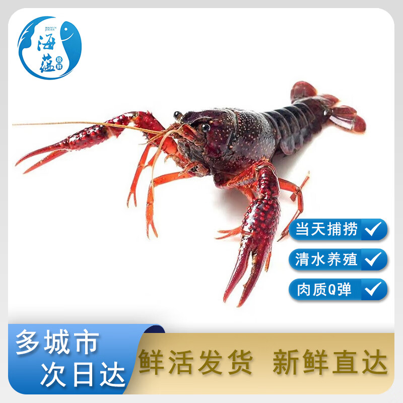 海蕴极鲜【活鲜】鲜活小龙虾 新鲜清水新鲜活虾烧烤食材 1000g（4-6钱）40-50只