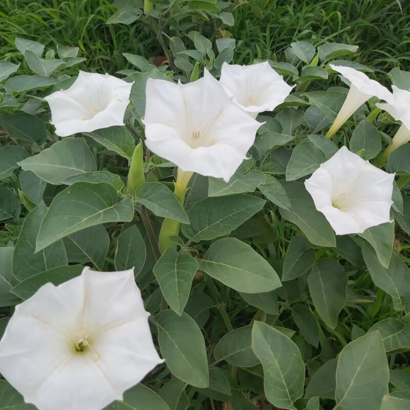 新鲜现采野生毛曼陀罗枝叶1斤装