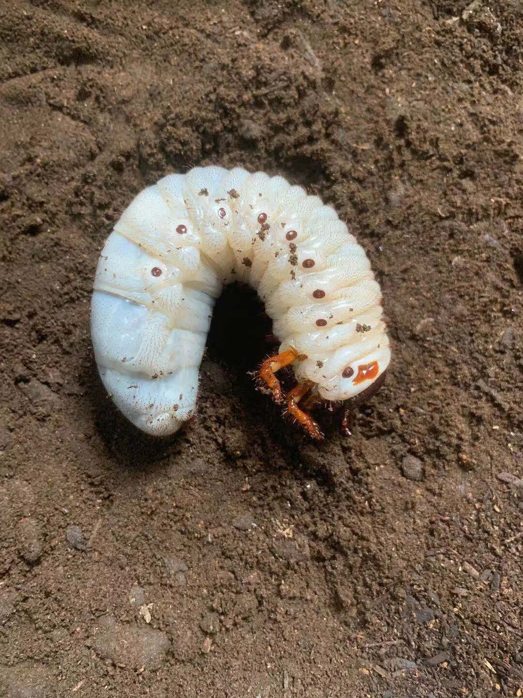 独角仙甲虫宠物成虫幼虫姬兜爬虫巨型超大个体兜虫花金龟活体锹甲 仙