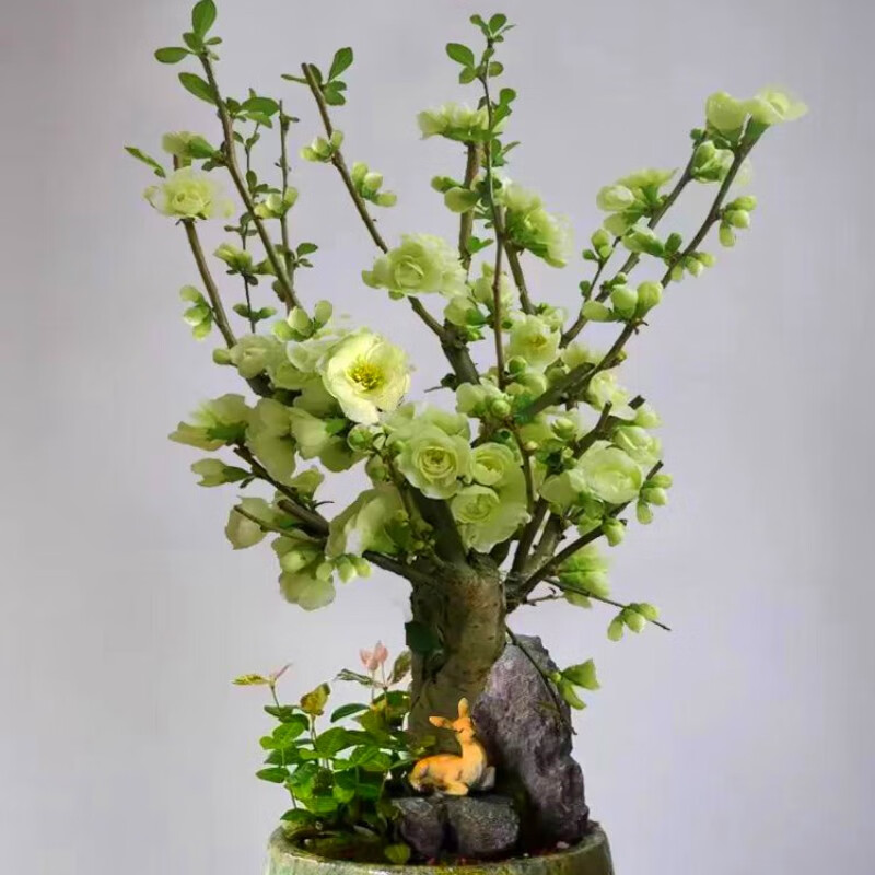 沭之美  绿宝石海棠花树苗盆栽绿海棠盆景室内阳台花卉绿植 绿宝石