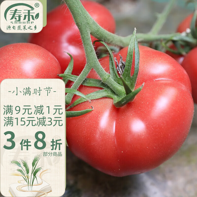 寿禾 普罗旺斯西红柿苗种苗春夏季蔬菜苗盆栽苗子 普罗旺斯苗 12棵