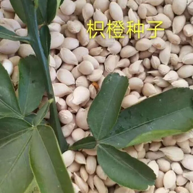 商贸枳橙种子积橙种子枳橙种籽积壳大叶积壳种子嫁接果树砧木种子枳壳