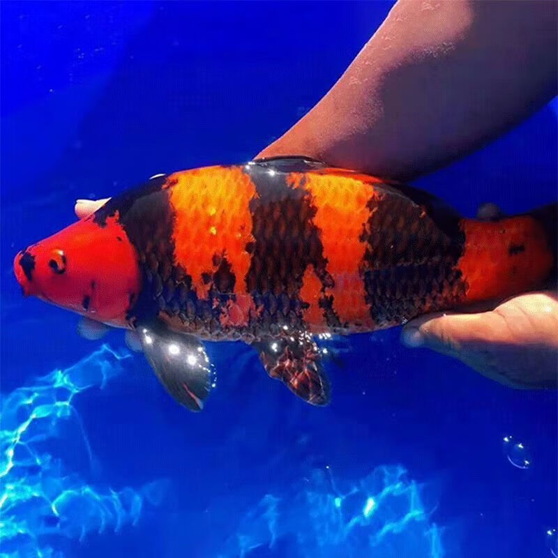 毛如意精品纯种绯写锦鲤鱼黑红分明重墨大小型冷水淡水菲写锦鲤观赏鱼