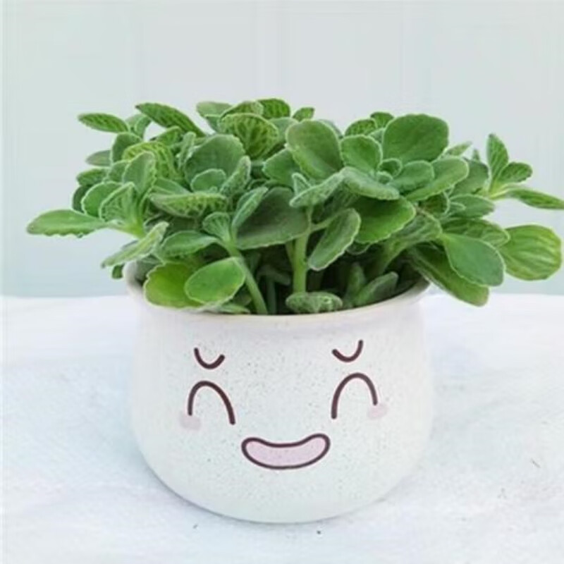 意軒碰碰香 一抹香苗綠植香噴噴多肉植物室內(nèi)小型綠植 碰碰香+可愛表情盆