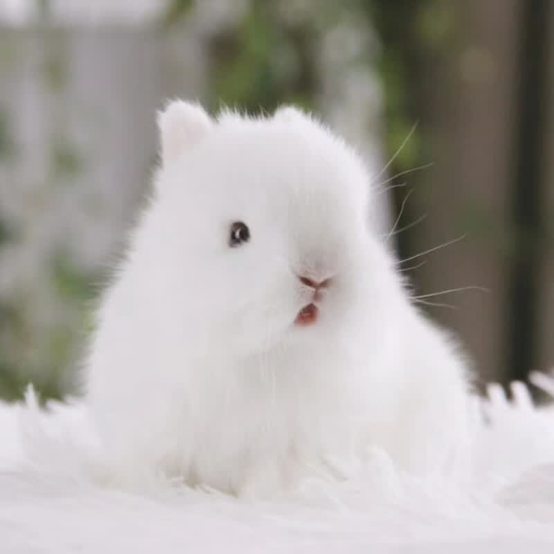 小型侏儒兔子活物凤眼海棠纯白蓝眼宠物迷你茶杯兔荷兰垂耳兔活体