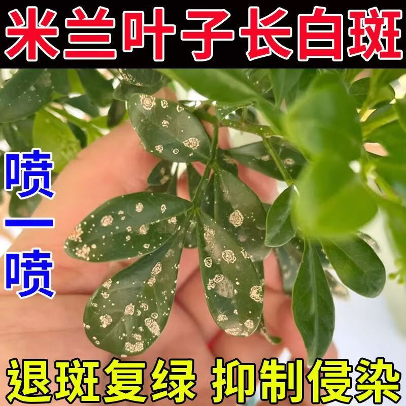 米兰花有藻斑病怎么治图片