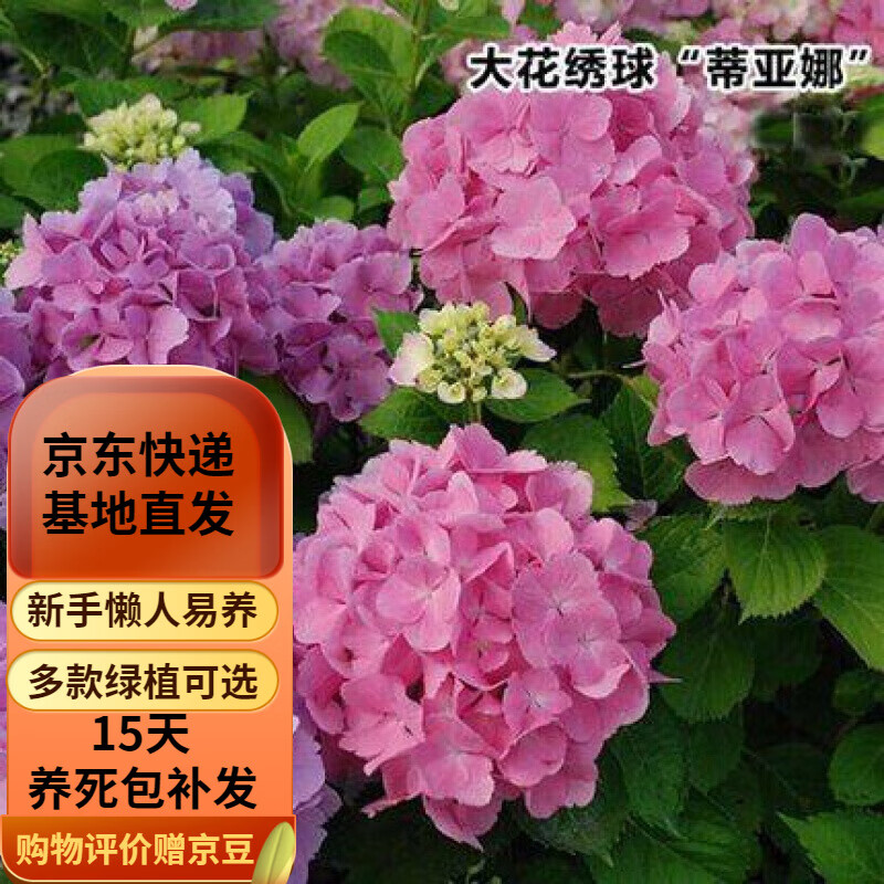 【绣球花苗套餐】盆栽室内阳台庭院植物花卉无尽夏八仙花d7 蒂亚娜