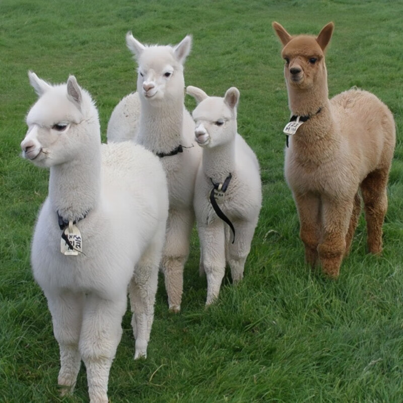 观察宠物 宠物 幼崽神兽 景区观赏 宠物定金 羊驼 幼崽 定金钱